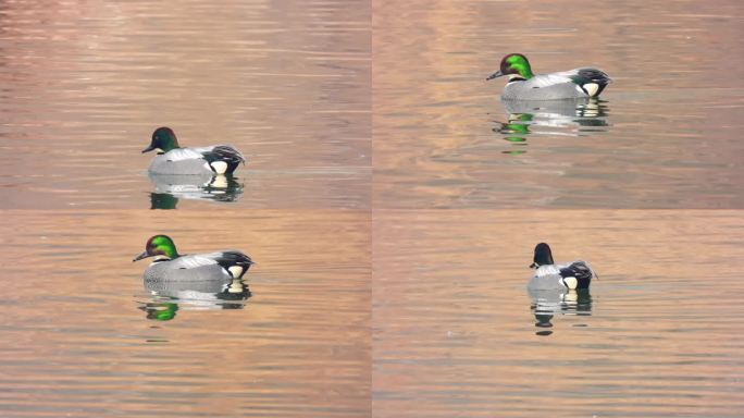 珍稀水鸟螺纹鸭