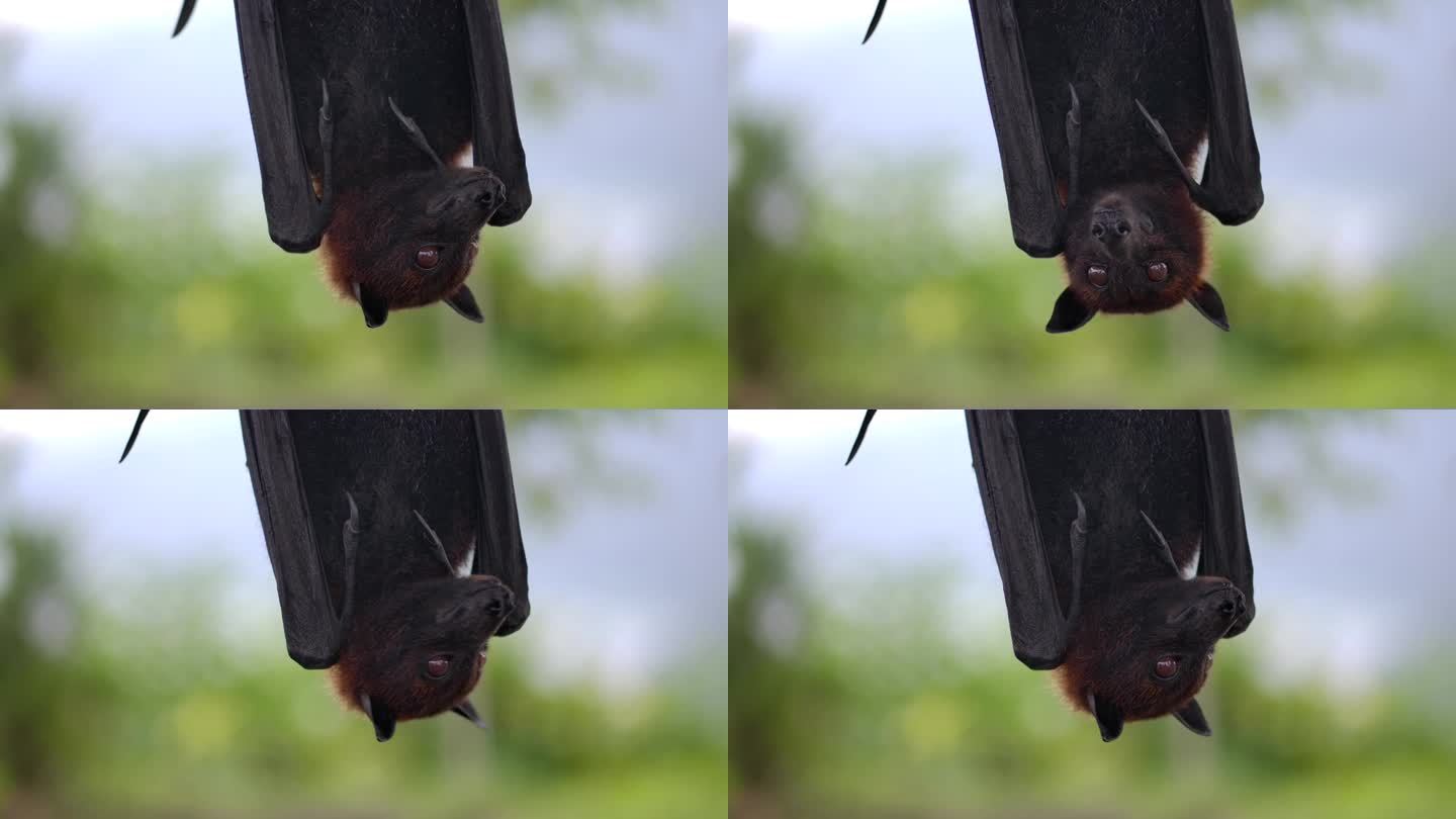 一只蝙蝠倒挂在树枝上，与野生动物融为一体