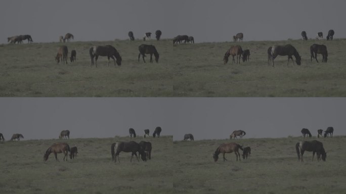 草原上马吃草