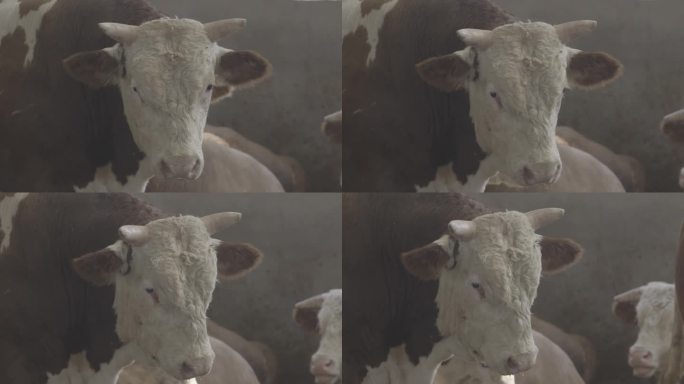 养殖厂奶牛实景拍摄