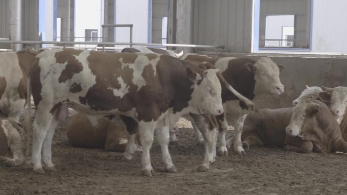 养殖基地奶牛实景拍摄