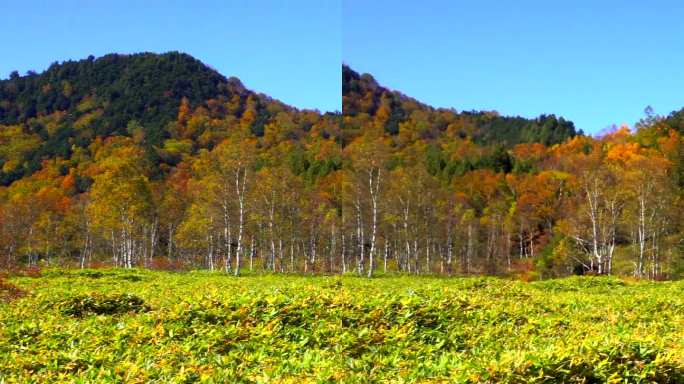 长野县滋贺县田原湿地徒步小径上的秋叶