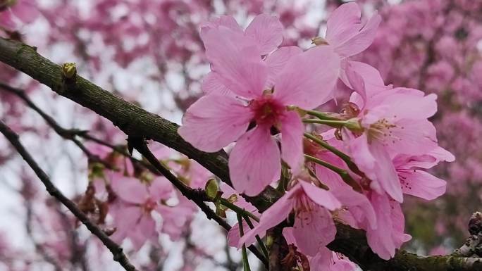 春暖花开春季立春春分梅花花开梅花花海