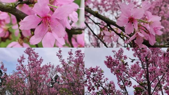 春暖花开春季立春春分梅花花开梅花花海