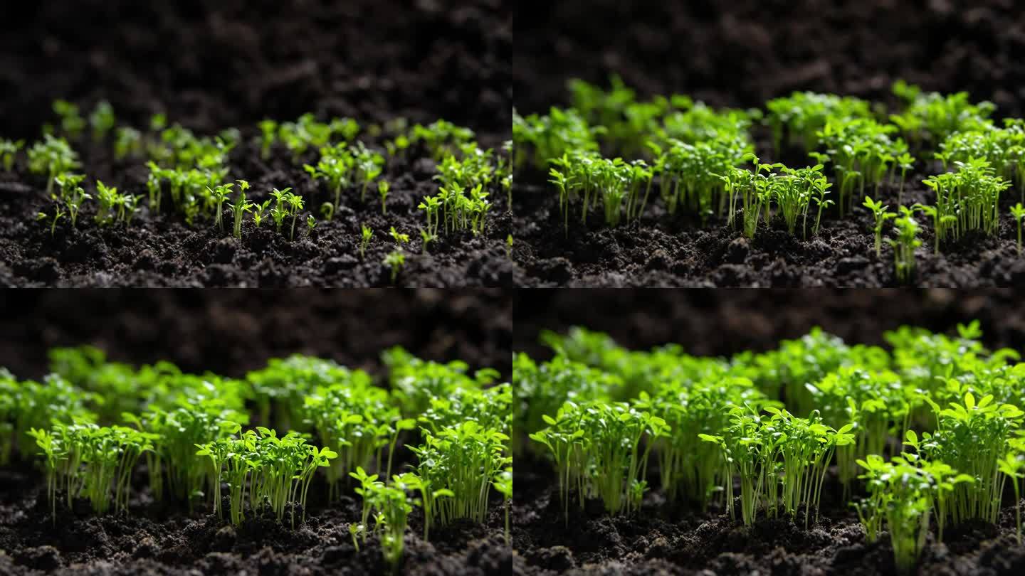 生长中的植物，在时间的流逝中发芽，种子在土壤中发芽，新生的种子，在大自然中新生命的诞生，在地面上剪出