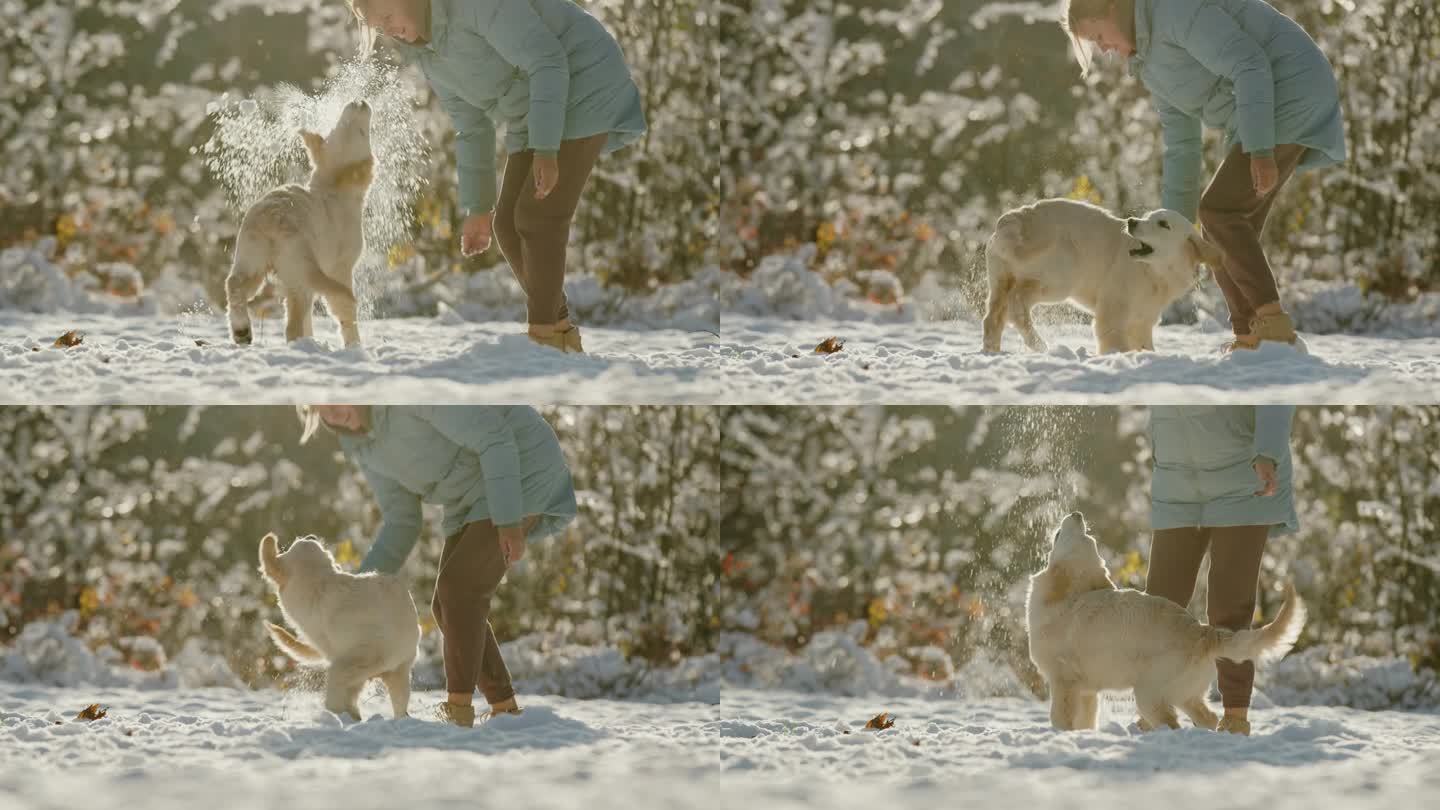 一位中年妇女在冬天的公园里玩得很开心——在她的金毛猎犬身上撒雪