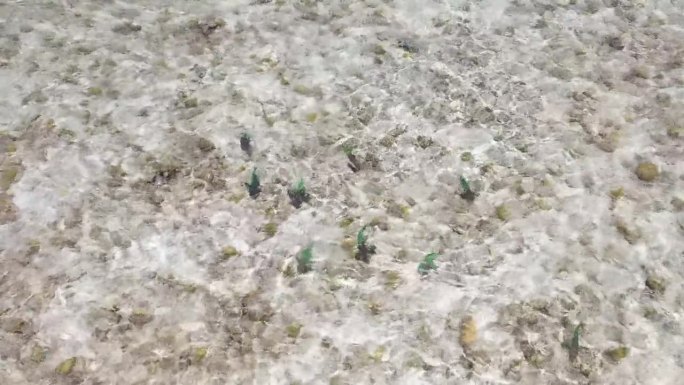 航拍的鹦嘴鱼在加勒比海浅水逆潮游泳时吃珊瑚