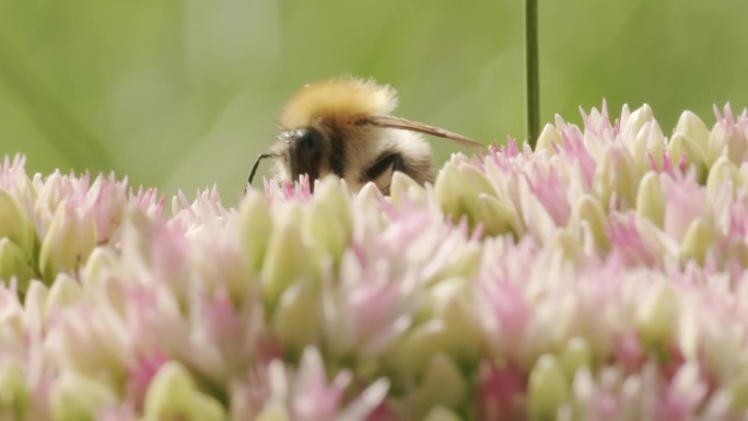 在阳光明媚的日子里，蜜蜂在公园花园里的石芋花上寻找花蜜。宏观昆虫影像