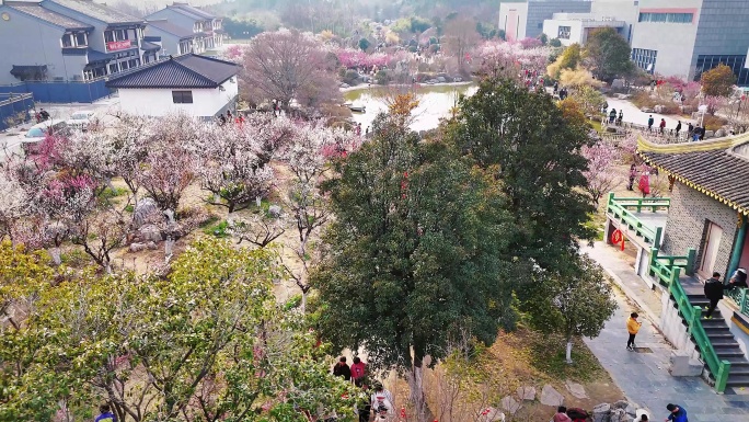 徐州龟山探梅园