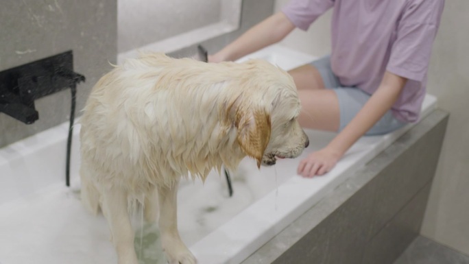 一只金毛猎犬正在泡泡浴中洗澡。和你最喜欢的宠物在一起