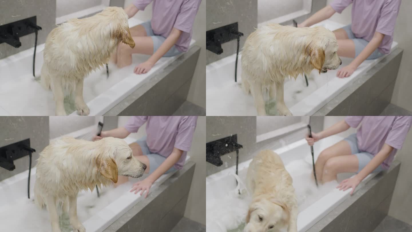 一只金毛猎犬正在泡泡浴中洗澡。和你最喜欢的宠物在一起