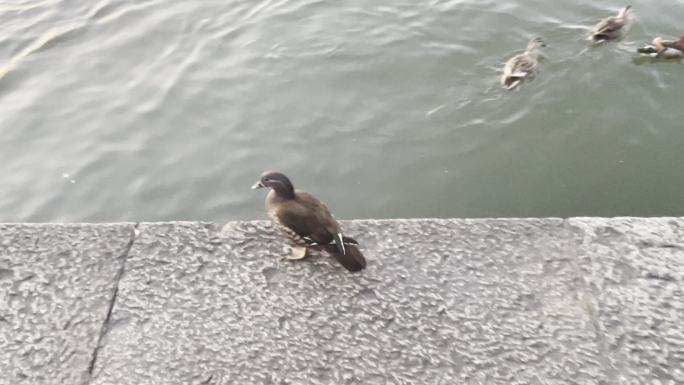 西湖大自然湖边鸳鸯群近距离实拍