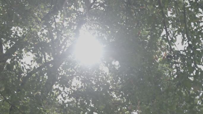 阳光透过树叶 夏天 晴天   宣传片