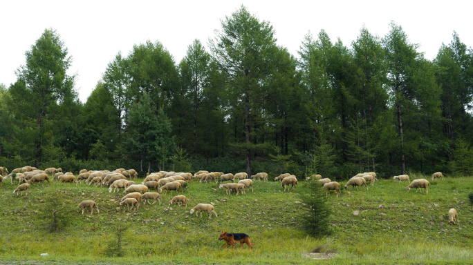 野外树林里草地上吃草的羊群和牧羊犬