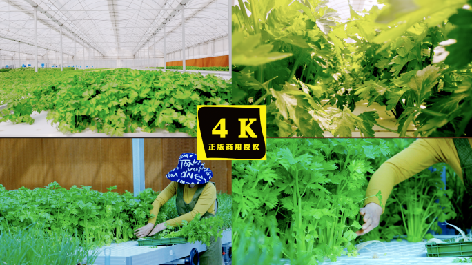 4K乡村振兴 智慧农业温室科技种植蔬菜