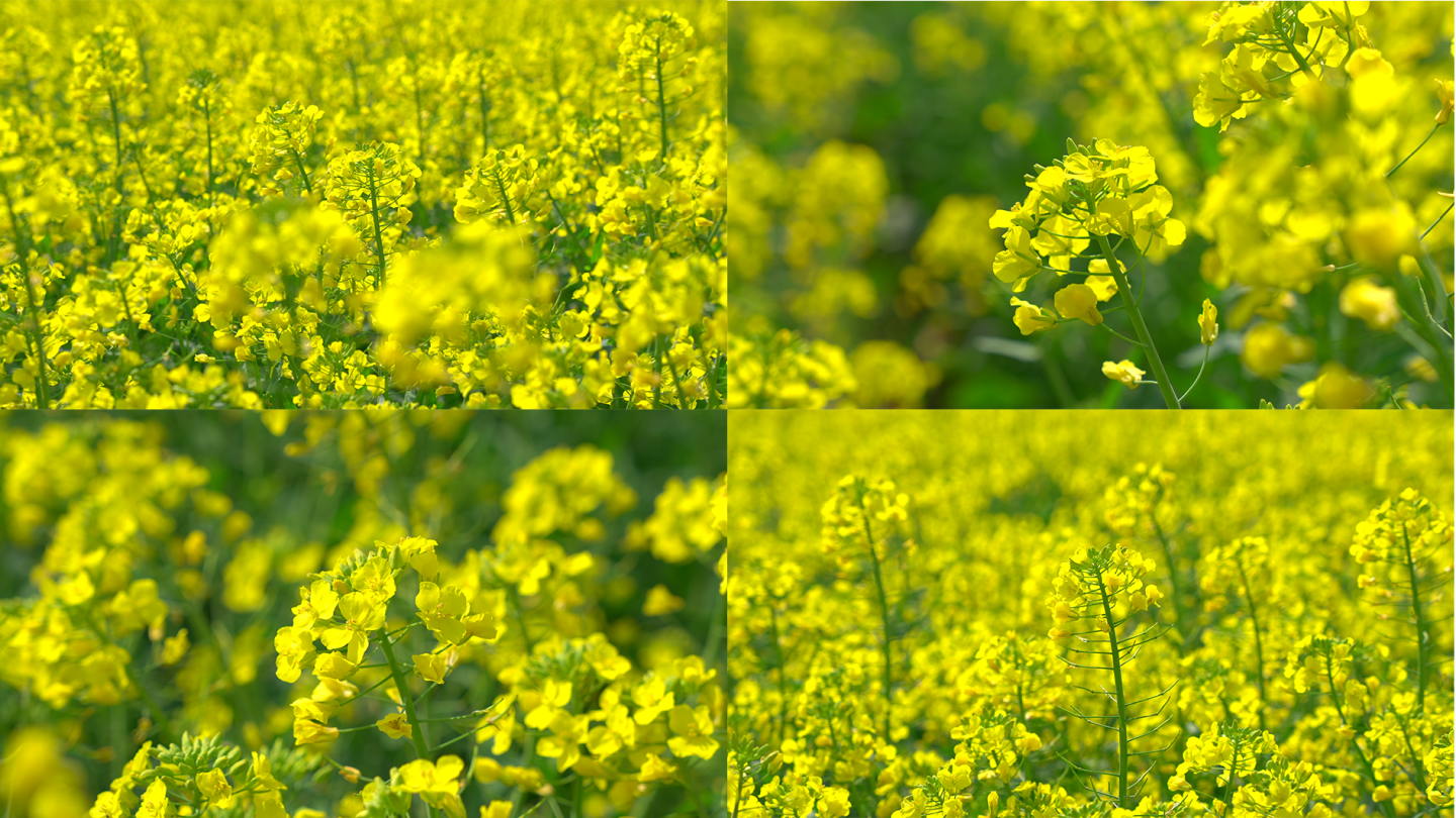 春天春风油菜花花朵