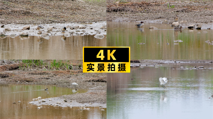 滩涂湿地的野生鸟类乐园 自然生态