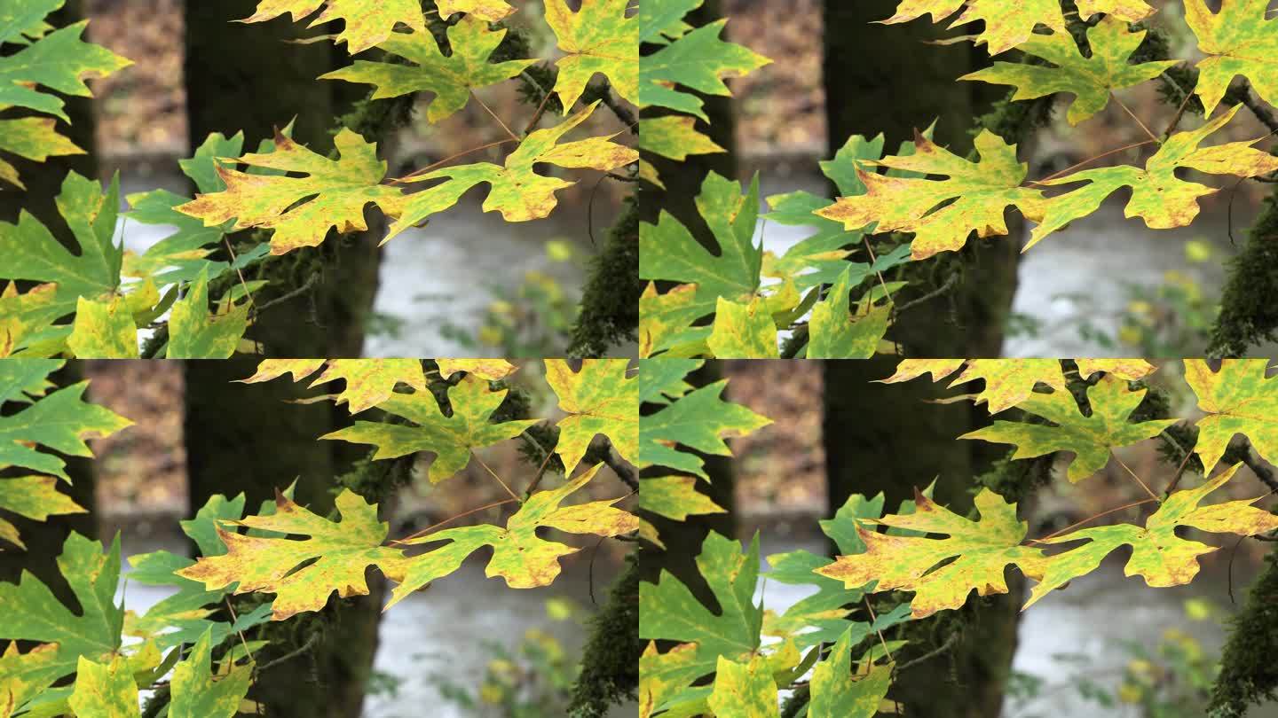 巨叶槭，大叶槭或俄勒冈枫，是一种大型落叶乔木属。它原产于北美西部