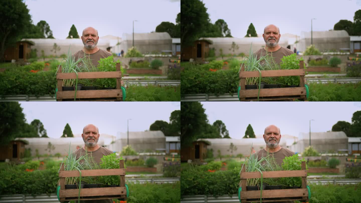 老人在社区花园拿着箱子和蔬菜的肖像