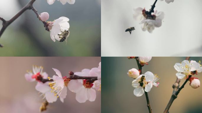春天杏花特写，蜜蜂采蜜