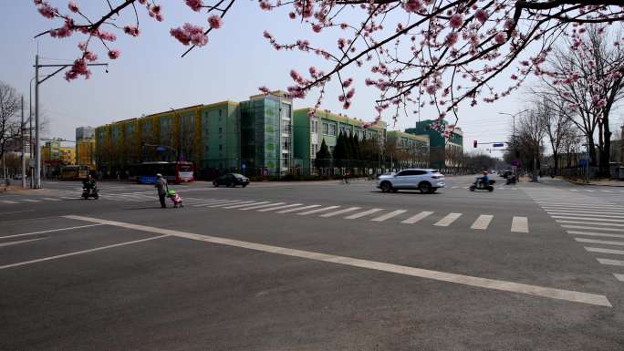 春天桃花开了的北京回龙观街头十字路口