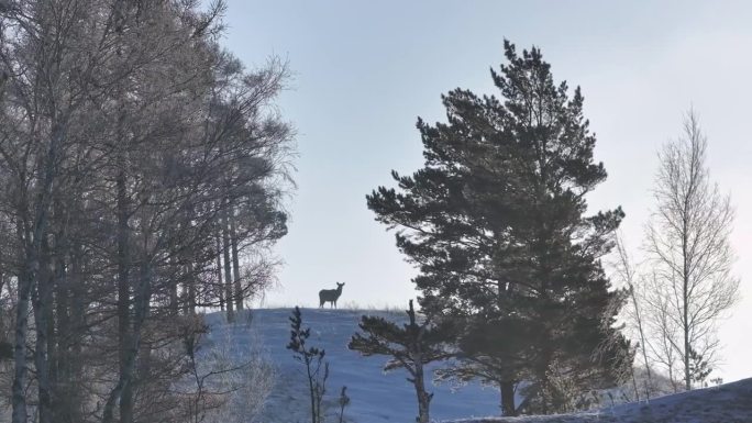 小鹿站在白雪覆盖的山上