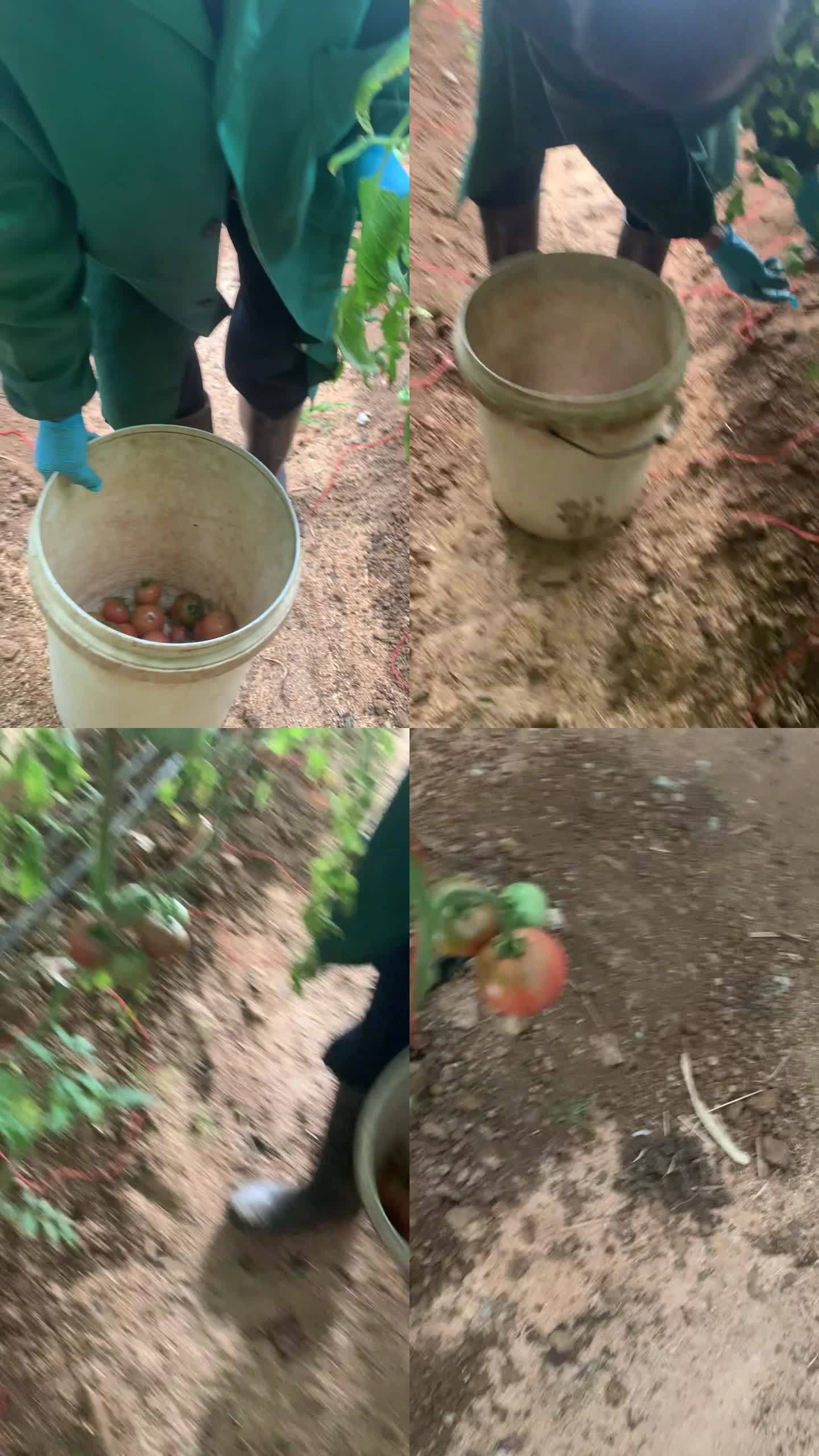大棚草莓柿子西红柿采摘