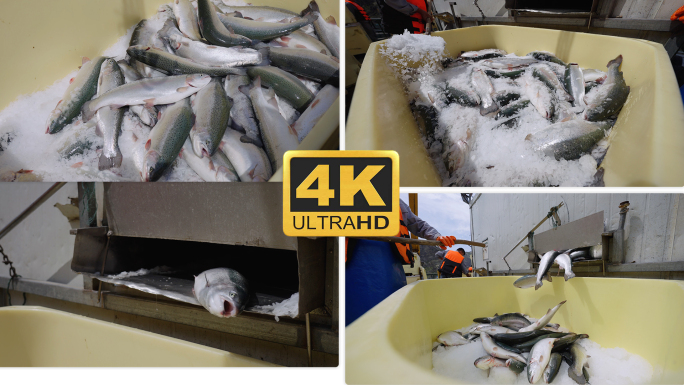 4K新疆尼勒克冷水鱼三文鱼捕捞-0012