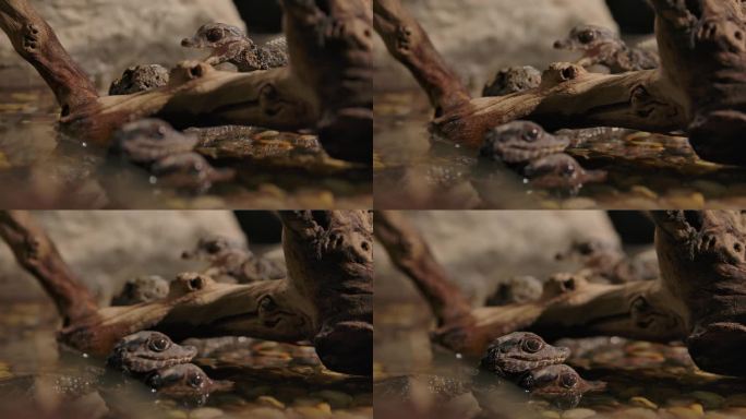 小凯门鳄的注意力从一个在岩石上到一对在水里堆叠
