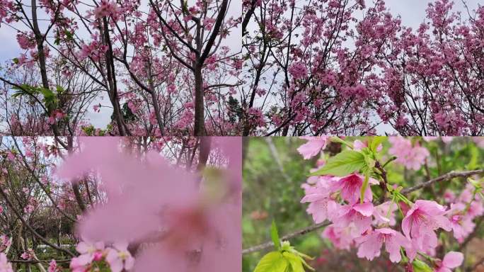 梅花花园花园赏 桃花林桃花山桃