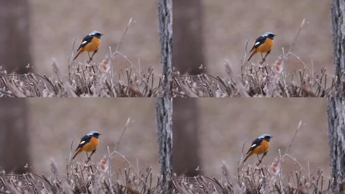 一只雄性达斡尔红雀栖息在灌木丛中，尾巴上下摆动，被摄像机吓了一跳，飞走了。