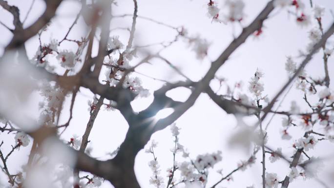 唯美山桃花 桃花 园林桃花