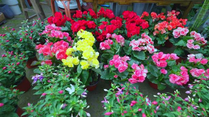 【4K】花卉 花卉市场 绿植 花卉园