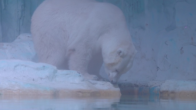 北极熊 可爱 活动