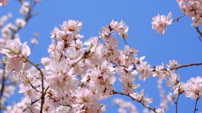 春天唯美桃花朵朵，清新的花瓣