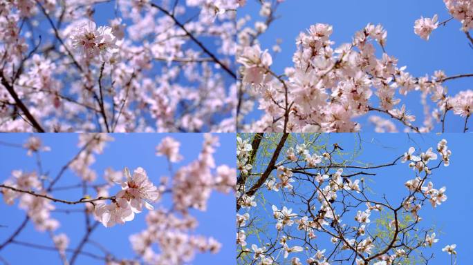 春天唯美桃花朵朵，清新的花瓣