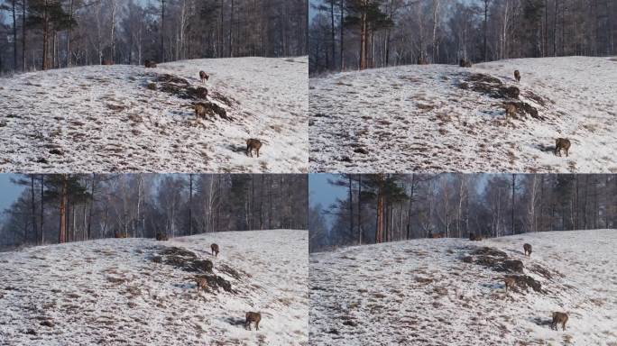 一群鹿在雪山上行走