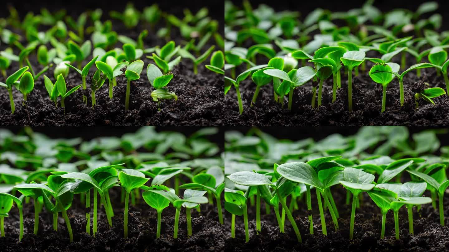 生长中的植物，在时间的流逝中发芽，种子在土壤中发芽，新生的种子，在大自然中新生命的诞生，在地面上剪出