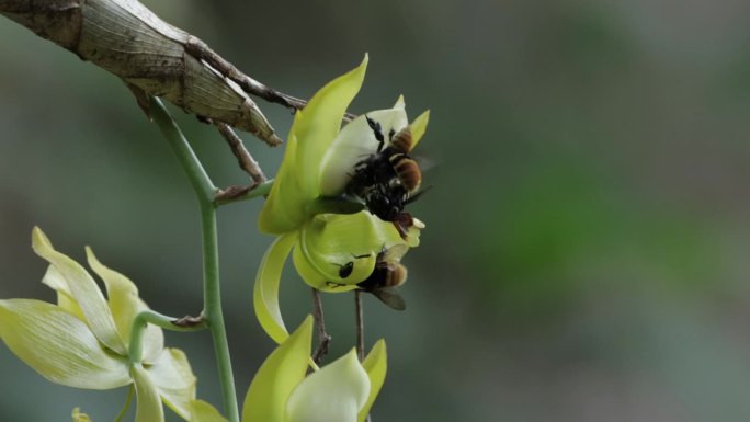 哥斯达黎加，野生蜜蜂在兰花上觅食