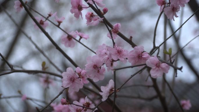 三月樱花