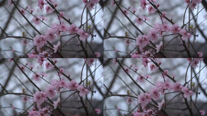 三月樱花