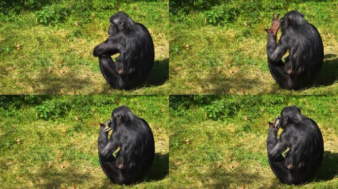 一只倭黑猩猩休息的特写