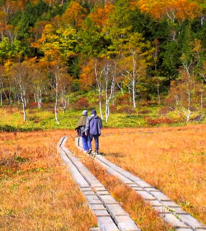 在长野县滋贺县田原湿地的秋叶中徒步旅行的人们