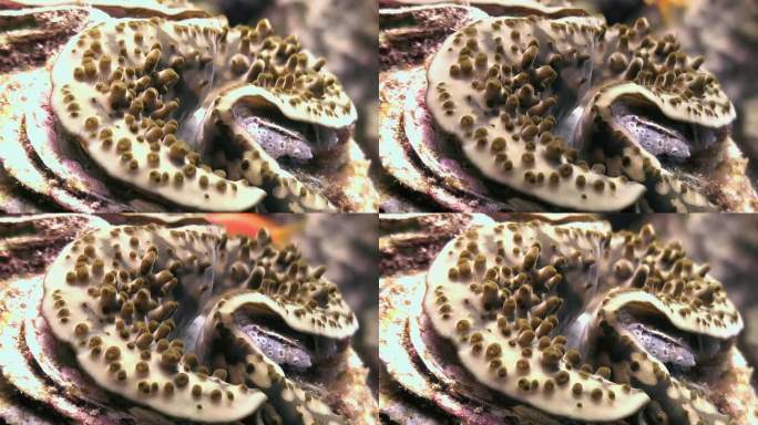 砗磲蛤因其在水下生态系统中的作用而得到认可。
