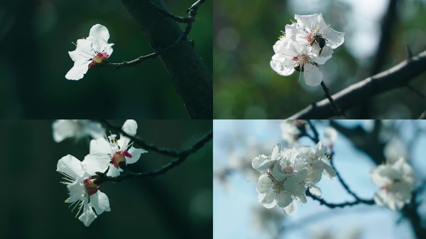 春天花朵特写，蜜蜂采蜜