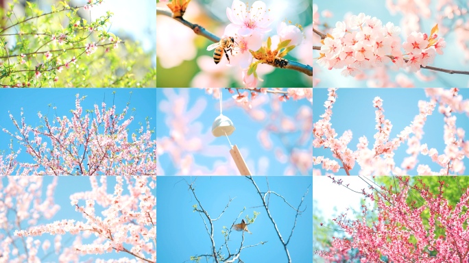 春天春分桃花盛开春暖花开鸟语花香唯美空镜