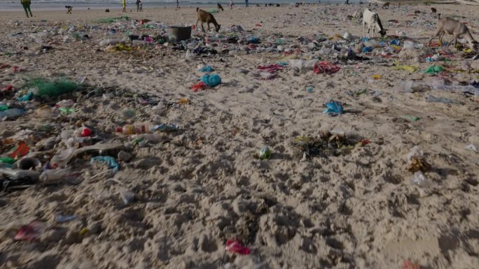 山羊在海边吃垃圾。塑料污染，塞内加尔圣路易，联合国教科文组织世界遗产