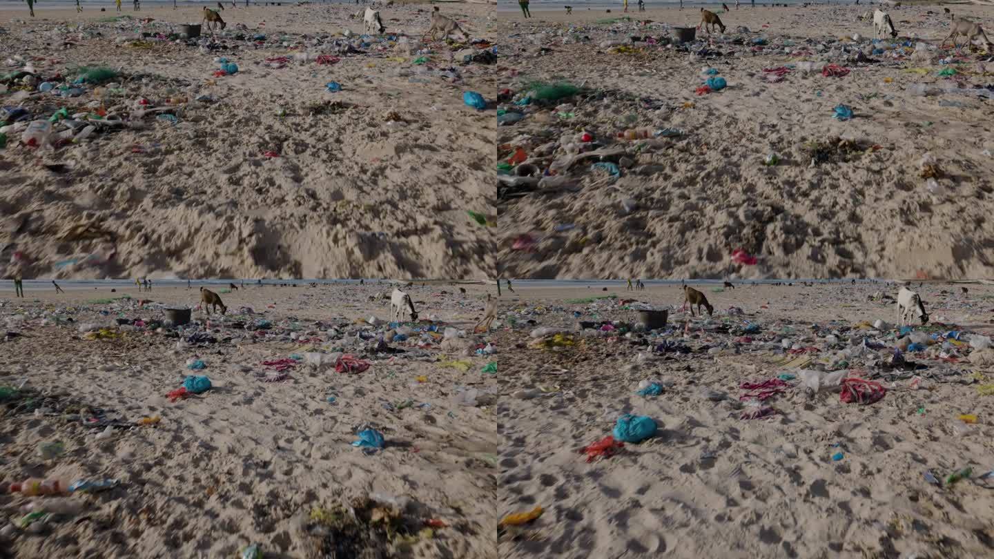 山羊在海边吃垃圾。塑料污染，塞内加尔圣路易，联合国教科文组织世界遗产