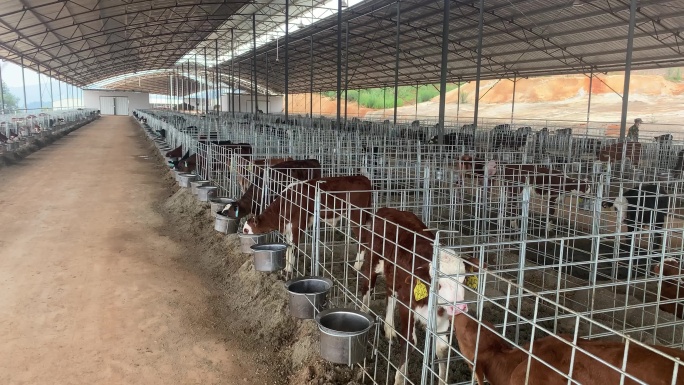 养殖场犊牛养殖