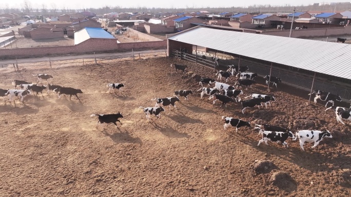 牛棚 牛场 养殖 奶牛